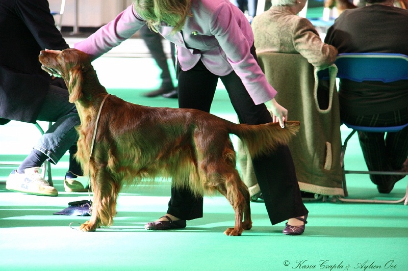 Crufts2011 009.jpg